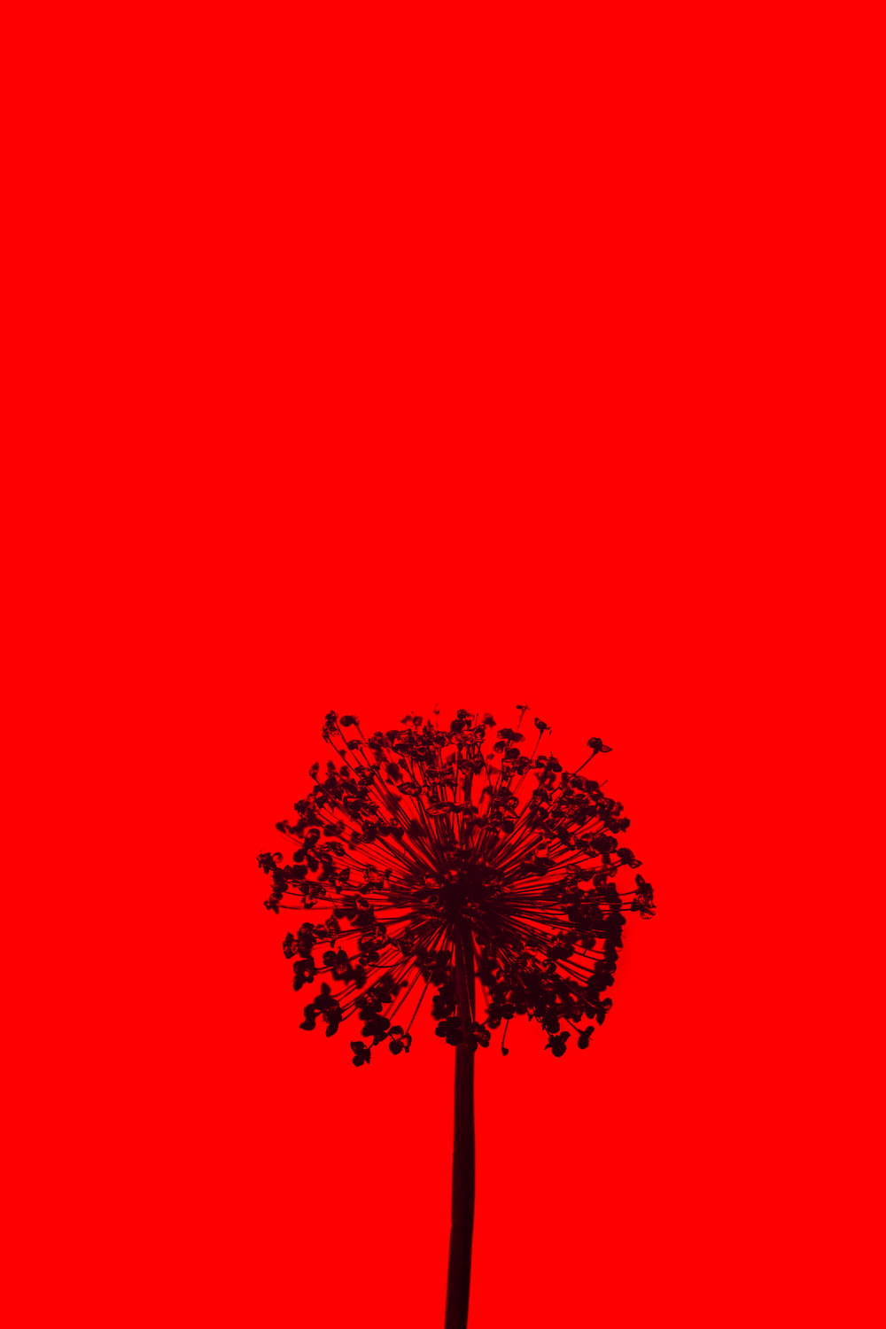 illustration d’arbre rouge et noir