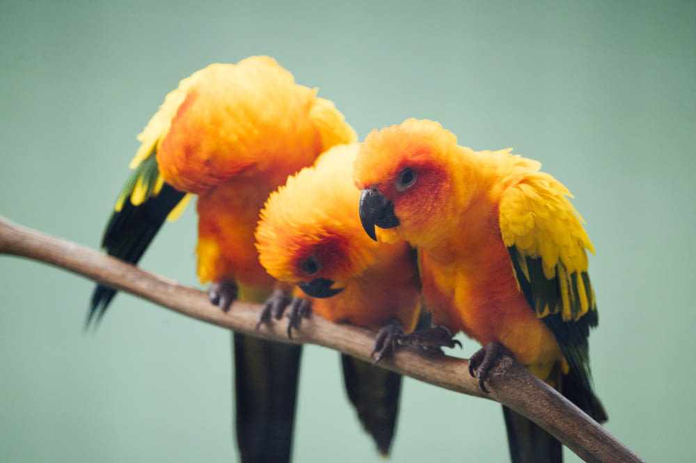 yellow and orange bird on brown tree branch
