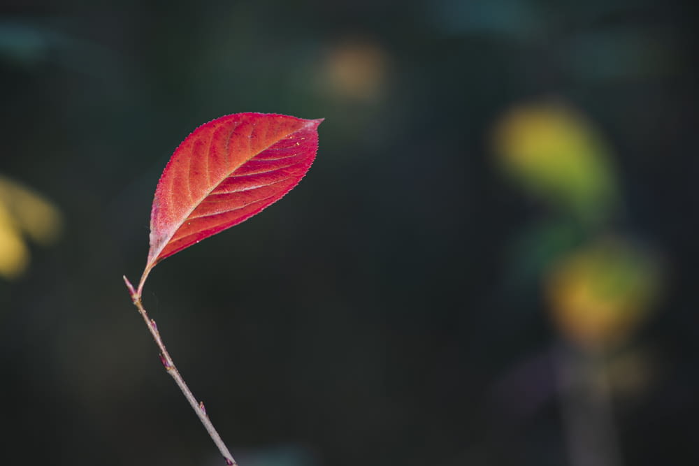 green and red leaves in tilt shift lens