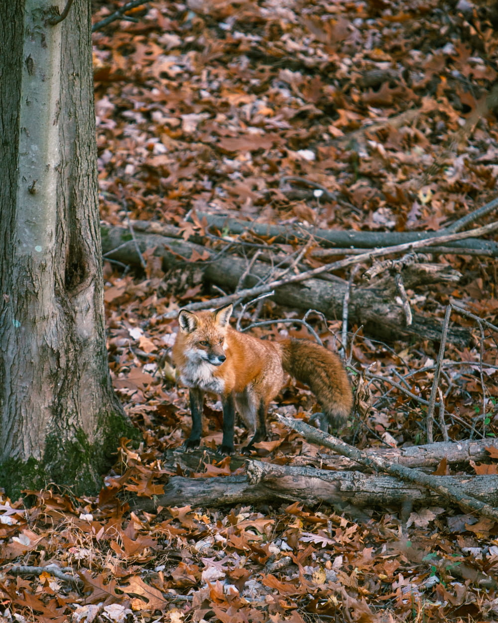 brown fox on brown dried leaves during daytime