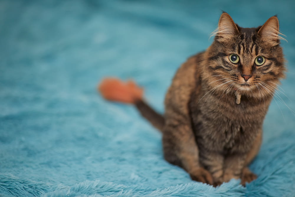 brown tabby cat on blue textile