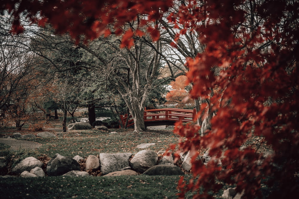 red leaves tree near brown wooden bench