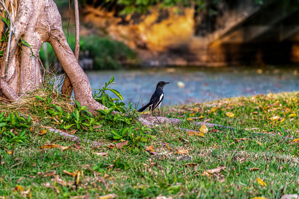 black bird on tree branch near body of water during daytime