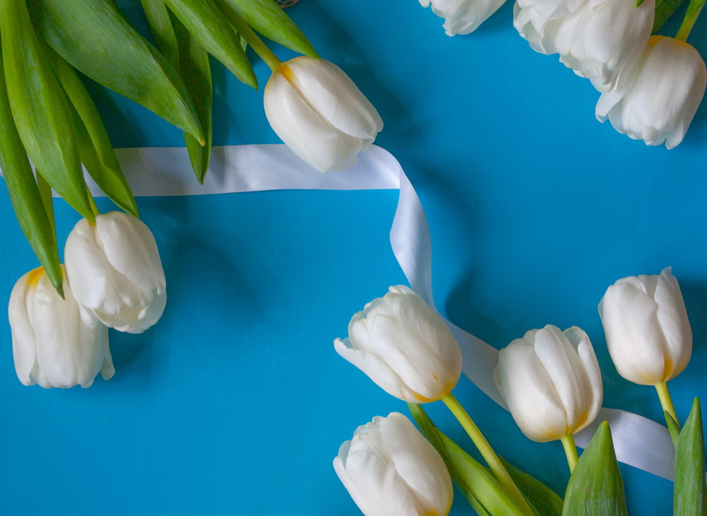 tulipas brancas na superfície azul