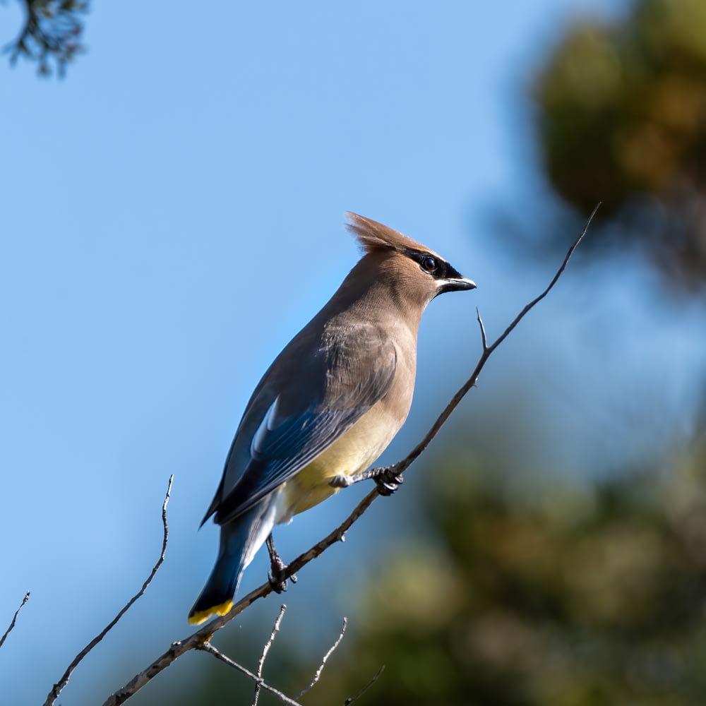 blue and white bird perched on tree branch