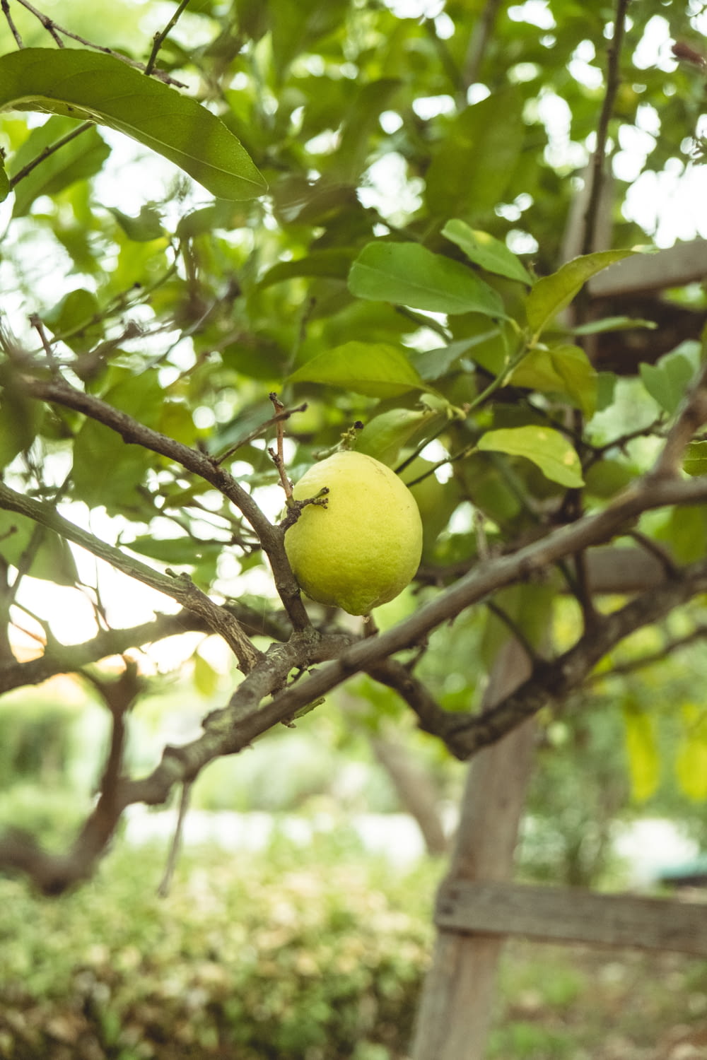 yellow lemon fruit on tree branch