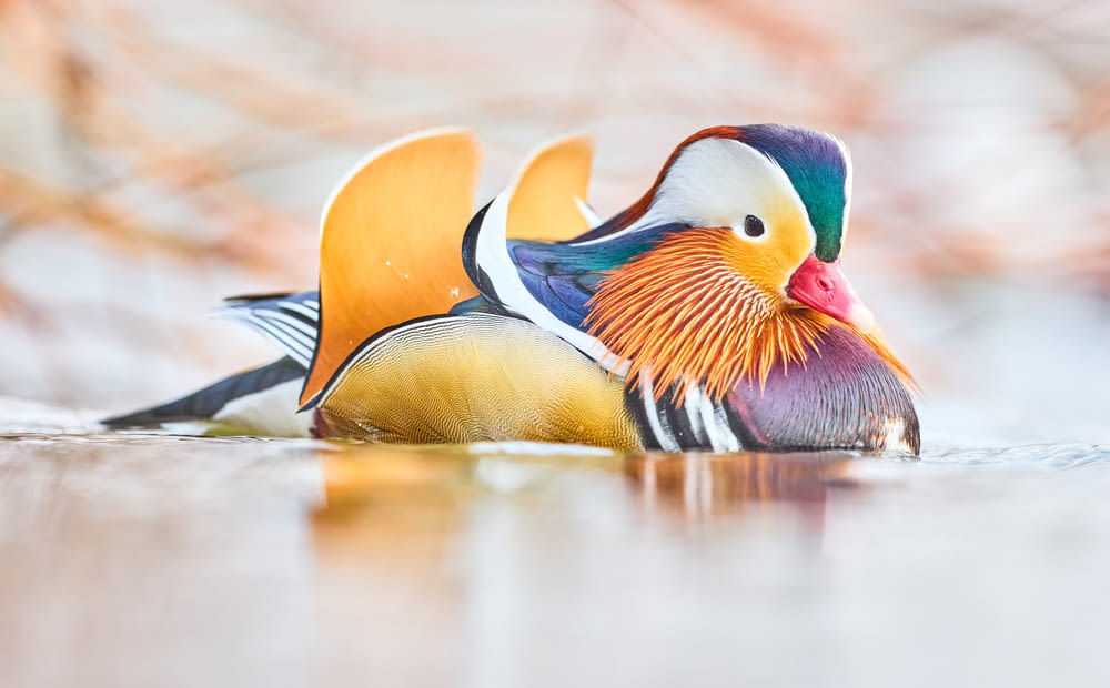 orange white and blue duck on water