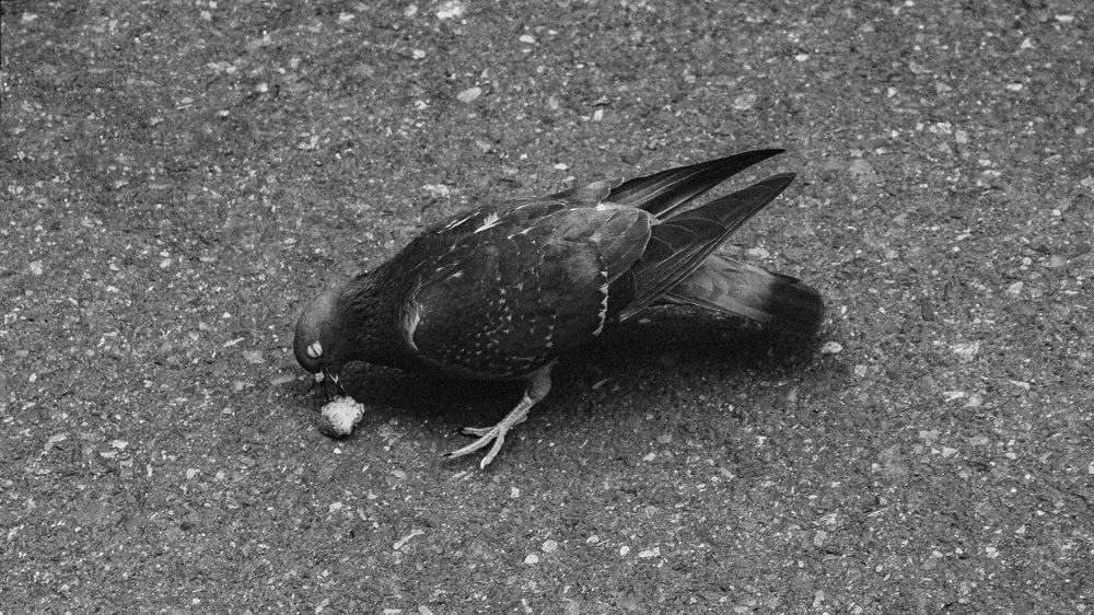 black and white bird on gray concrete floor