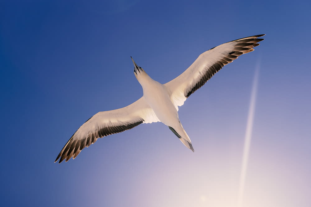 oiseau blanc volant dans le ciel