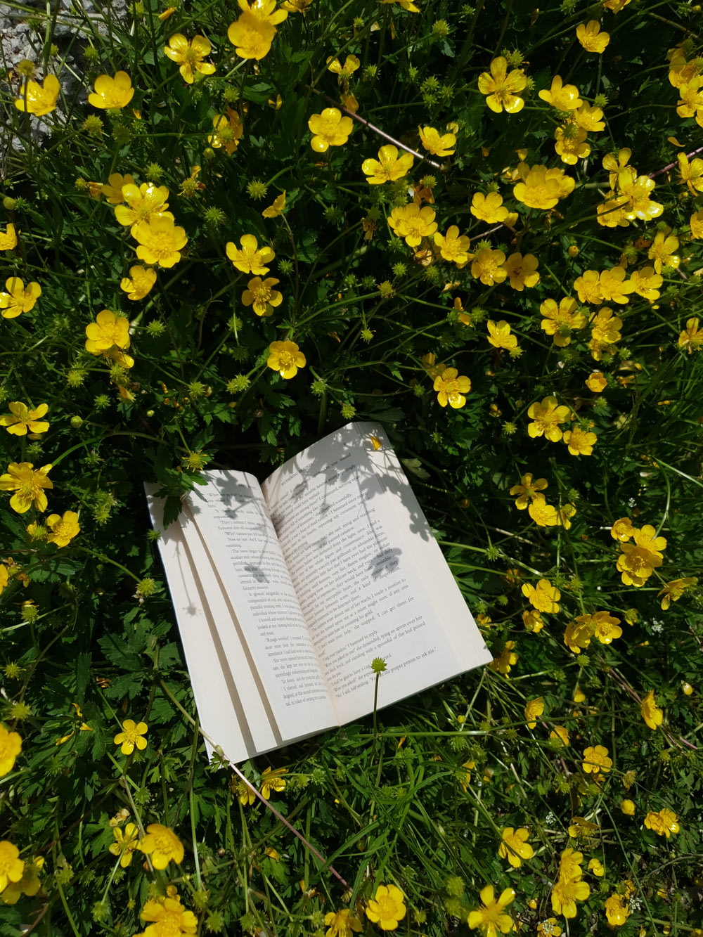 Weißes Buch über gelbe Blumen