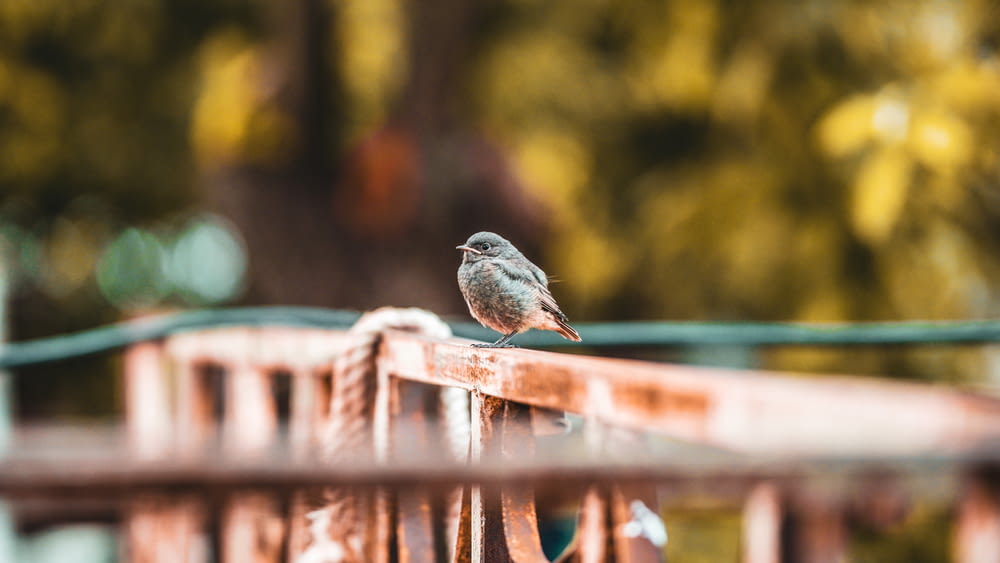 gray bird on brown wooden fence during daytime