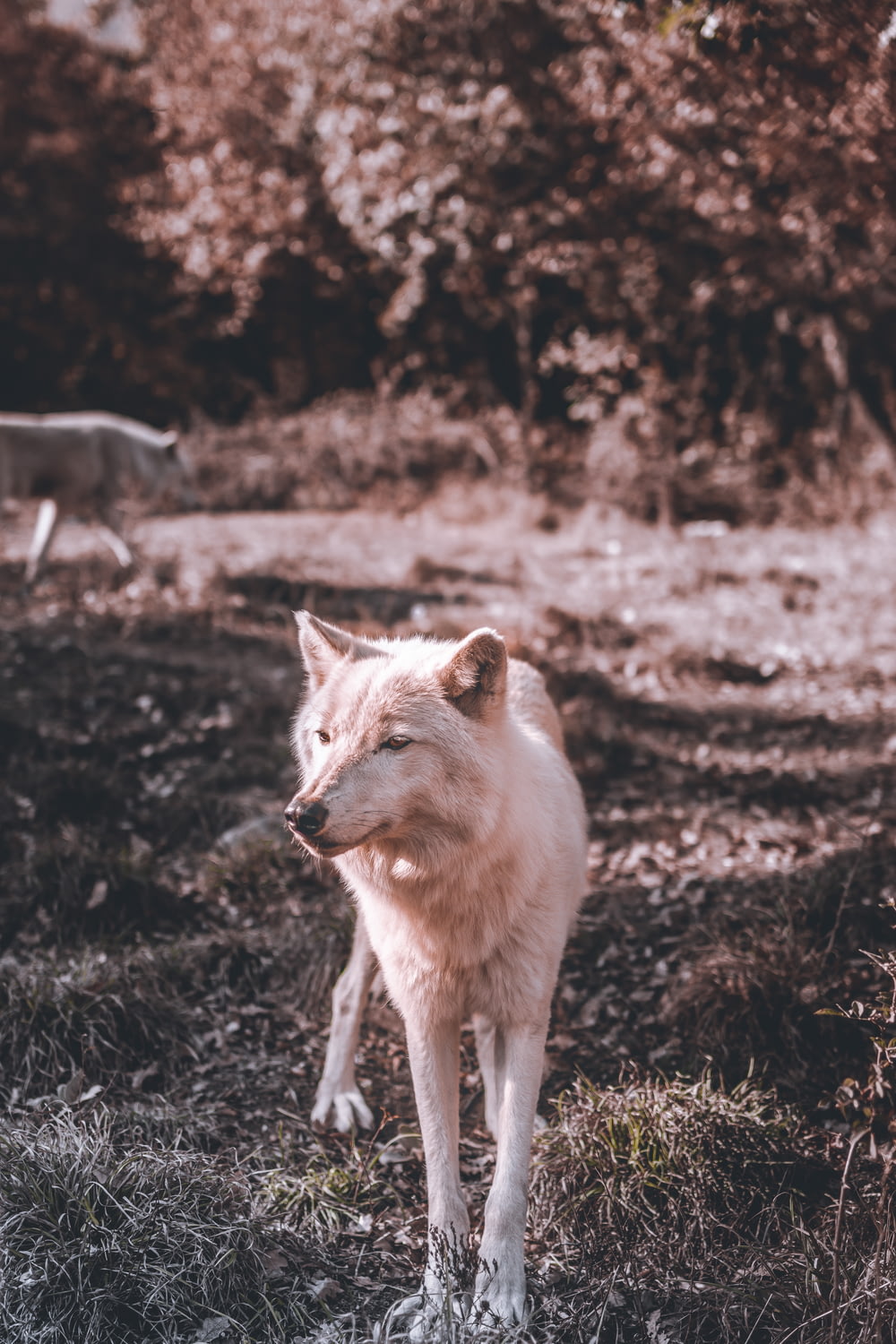 white wolf on brown grass field during daytime