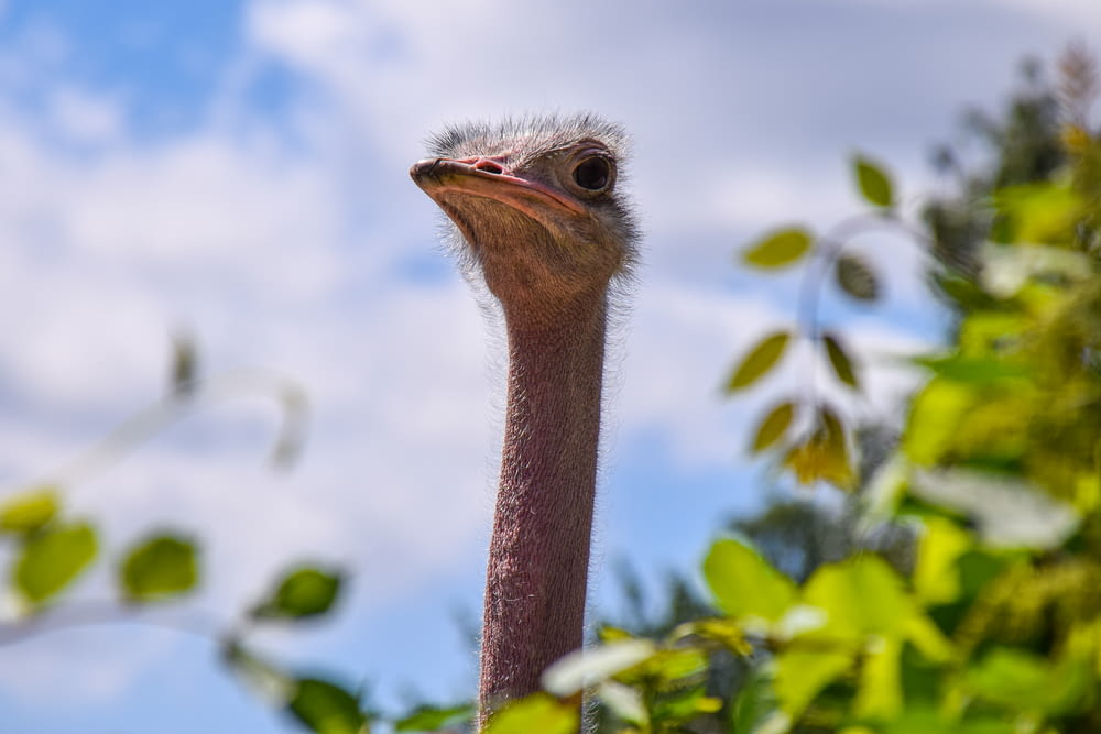 avestruz marrom na lente tilt shift