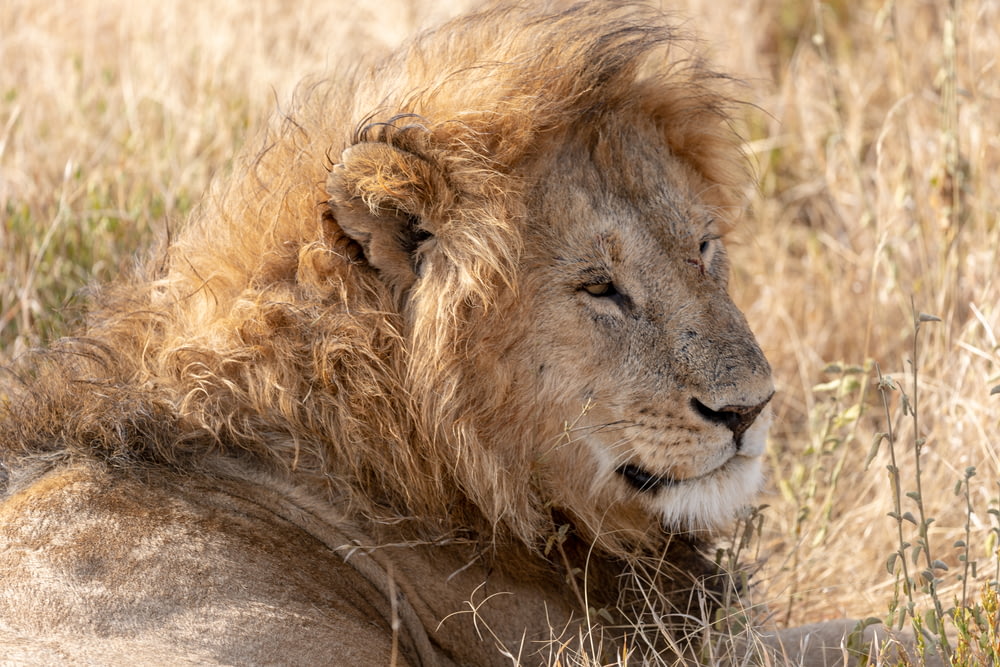 lion lying on brown grass during daytime
