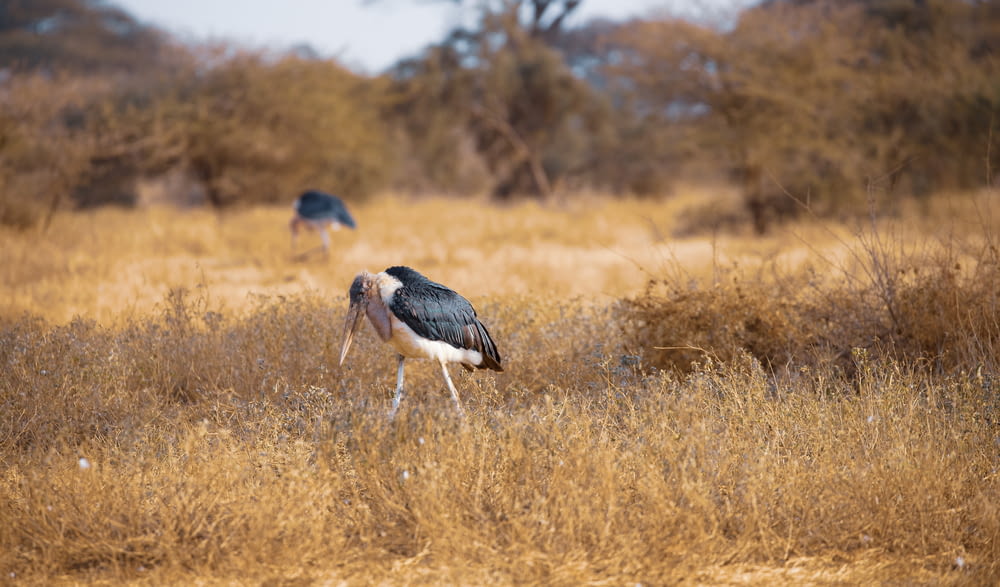 black and white stork on brown grass field during daytime