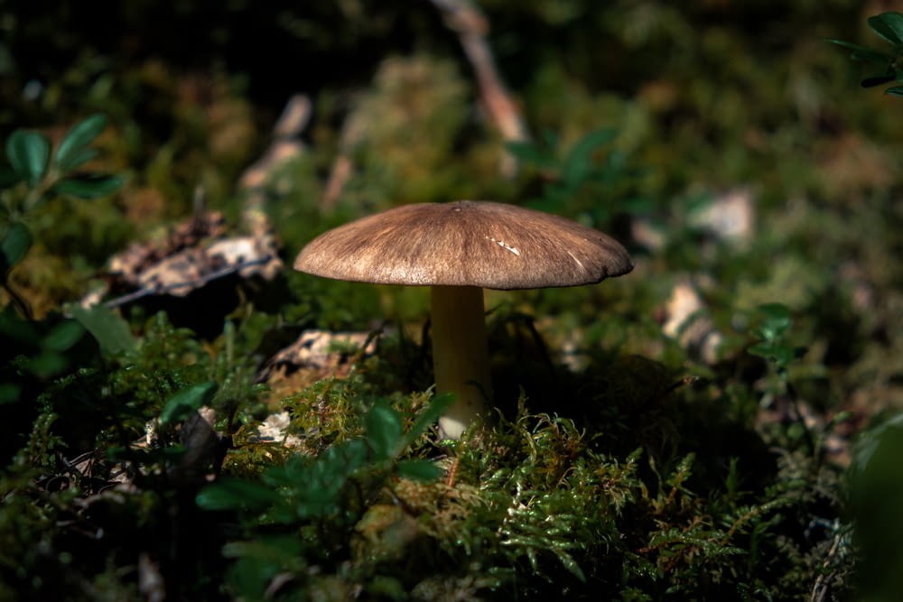 brown mushroom in green grass