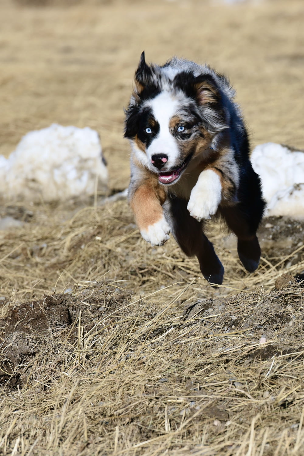 black white and brown border collie mix puppy