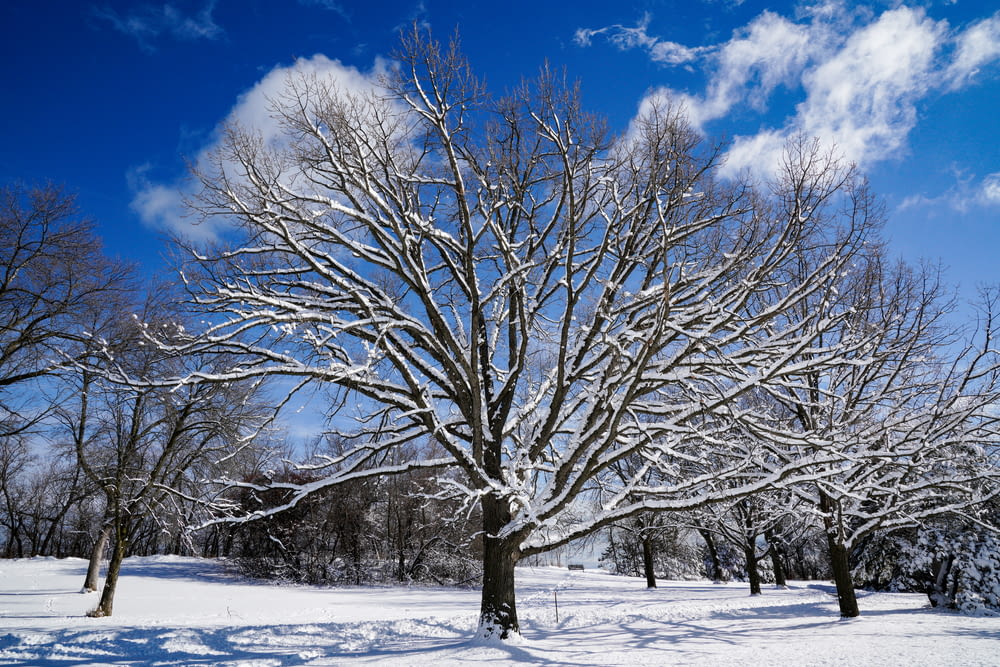 leafless tree on snow covered ground under blue sky during daytime