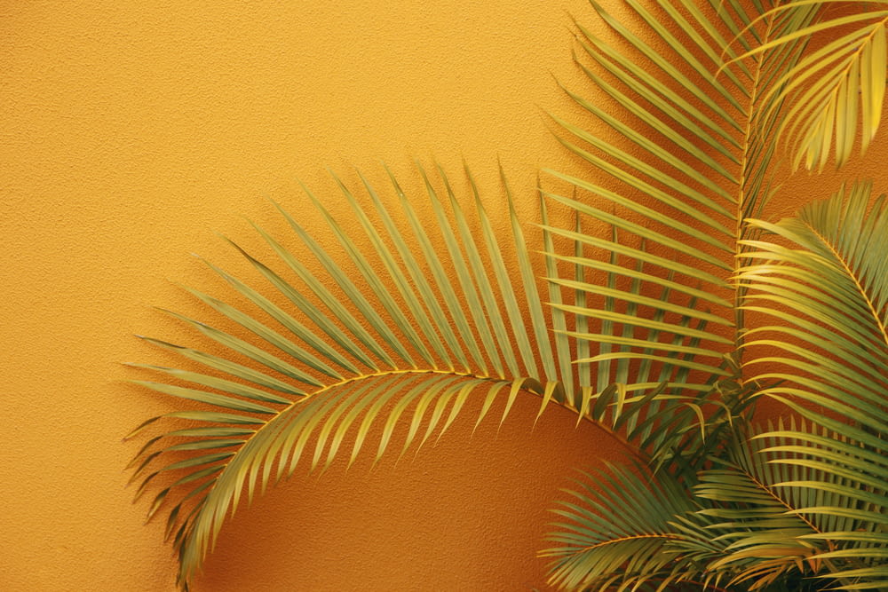 a close up of a palm tree against a yellow wall