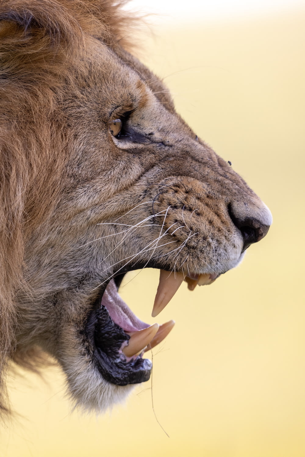 brown lion with open mouth