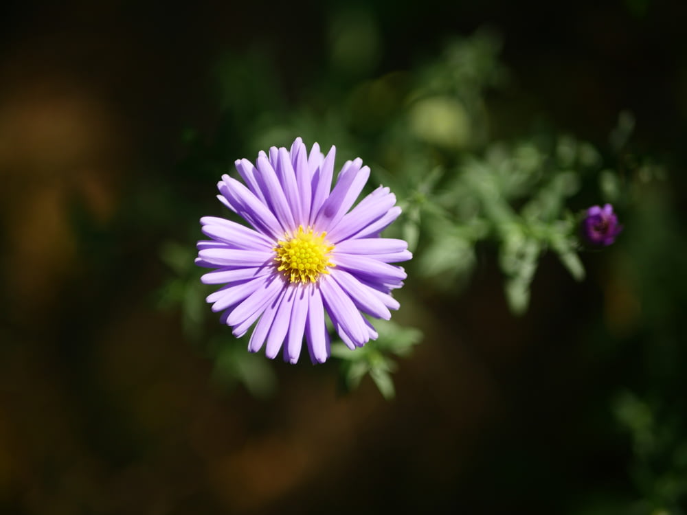 fiore viola con lente tilt shift