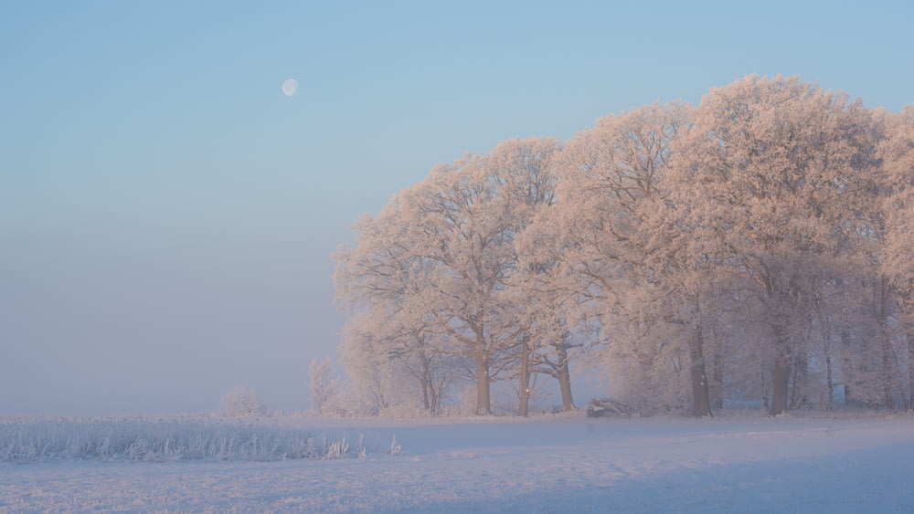 árvores brancas no solo coberto de neve durante o dia