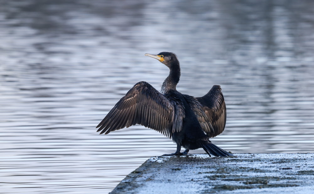 black bird on gray rock near body of water during daytime