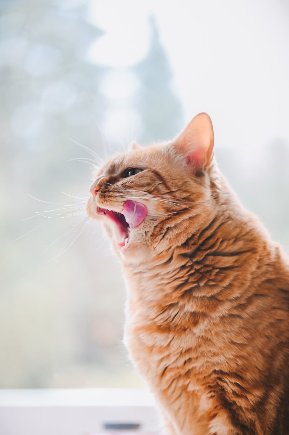 orange tabby cat with pink collar