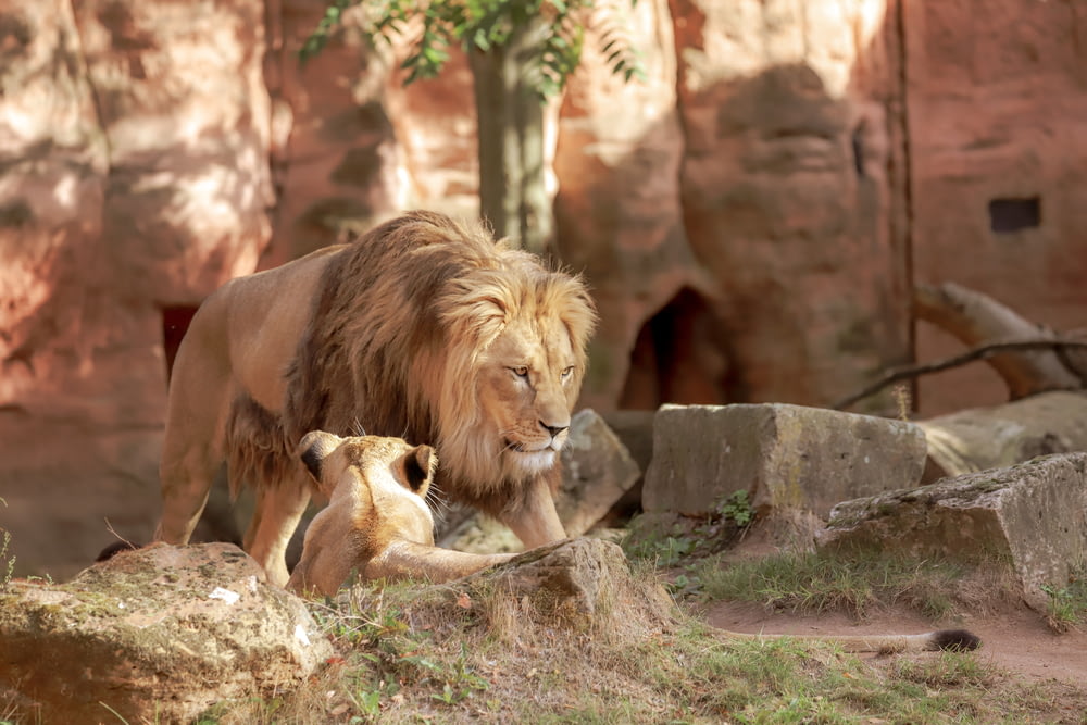 動物園の囲いの中のライオンとその子ライオン