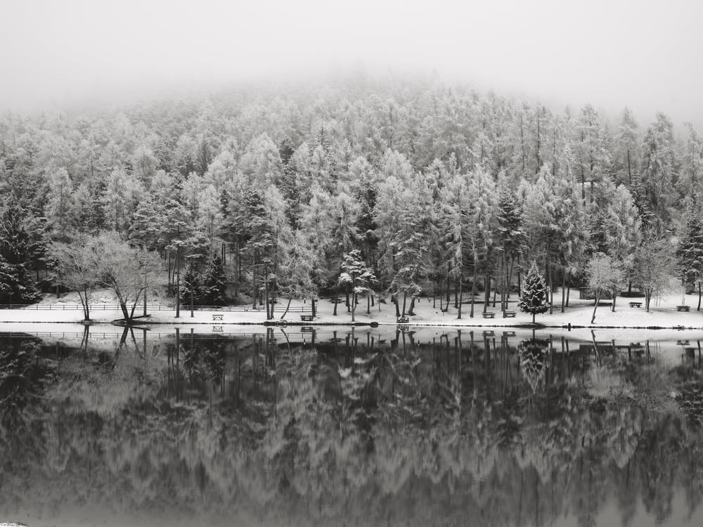 grayscale photo of trees near lake