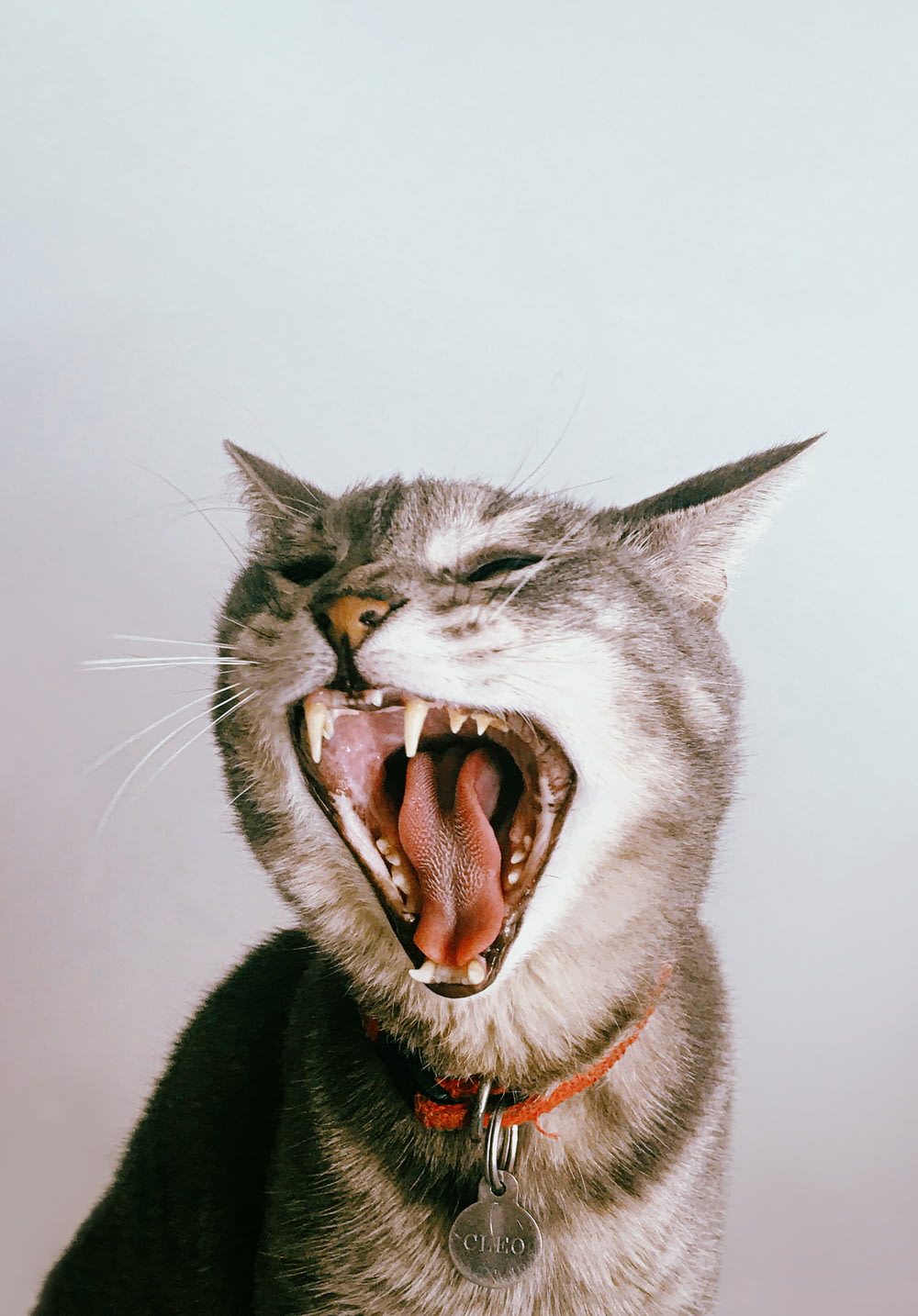 gatto grigio e bianco con la bocca aperta