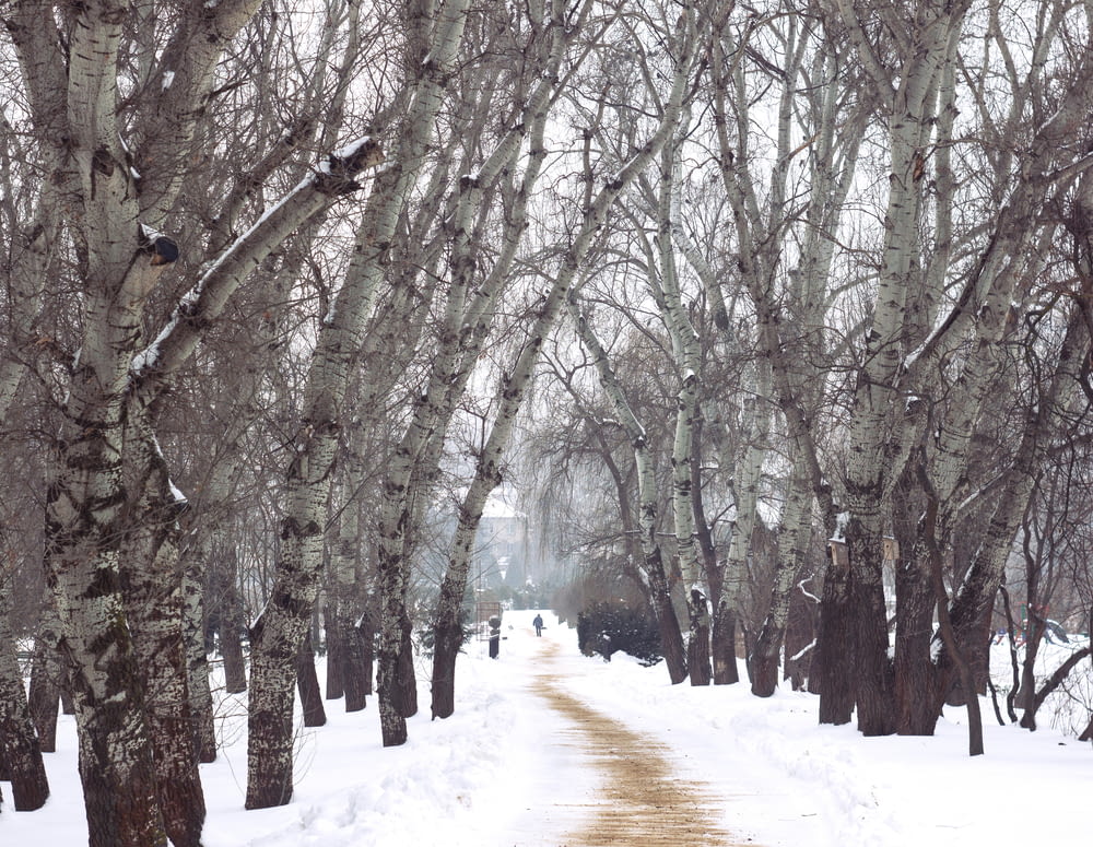 persona che cammina sul sentiero coperto di neve tra gli alberi spogli durante il giorno