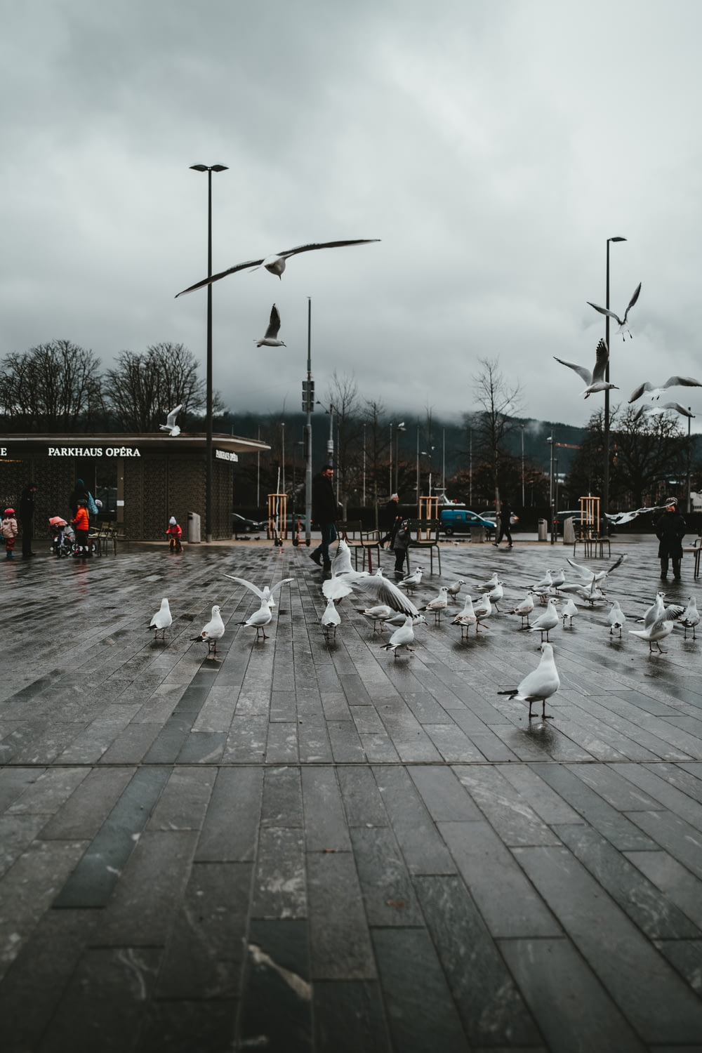 Volée d’oiseaux blancs sur le trottoir en béton gris pendant la journée