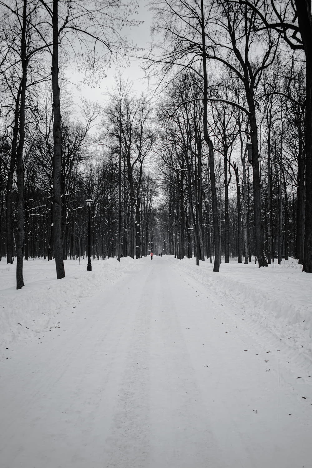 Schneebedeckte Straße zwischen kahlen Bäumen tagsüber