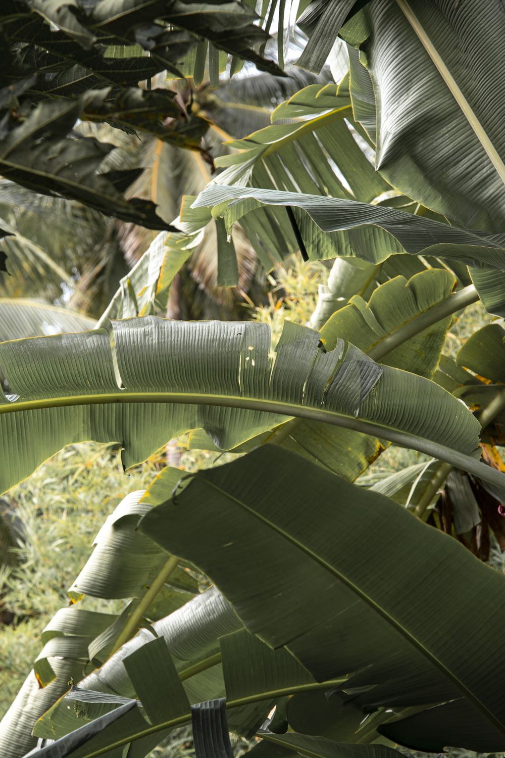 Bananenstaude mit grünen Blättern