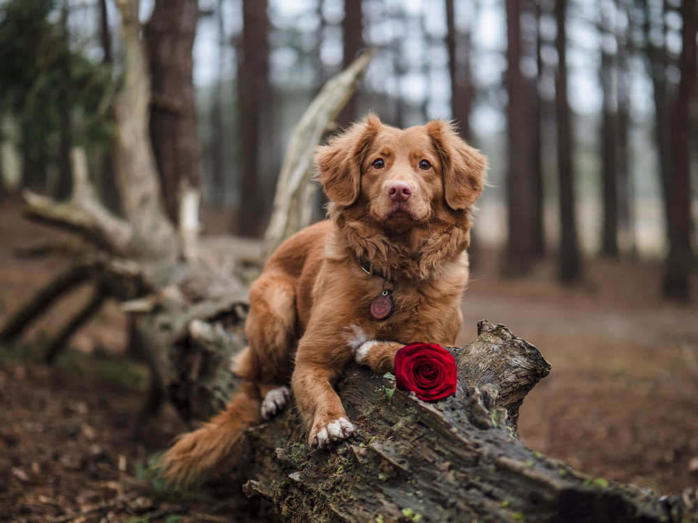 brauner kurzhaariger mittelgroßer Hund am Baumstamm