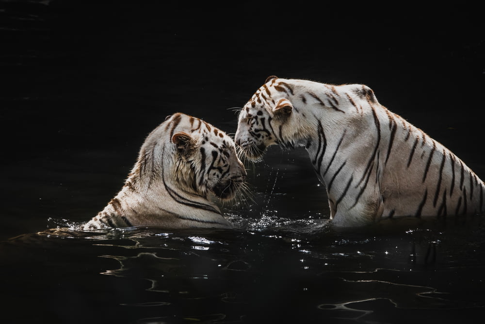 white tiger on water during daytime