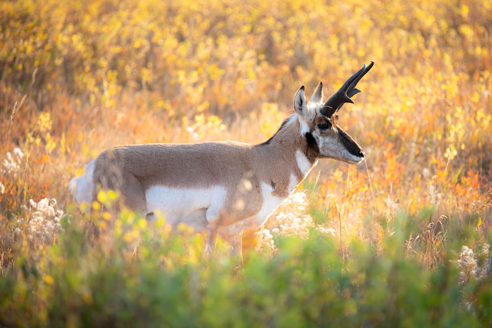 white and brown deer on yellow grass field during daytime