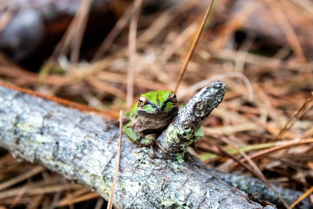 Grüner Frosch auf grauem Baumstamm