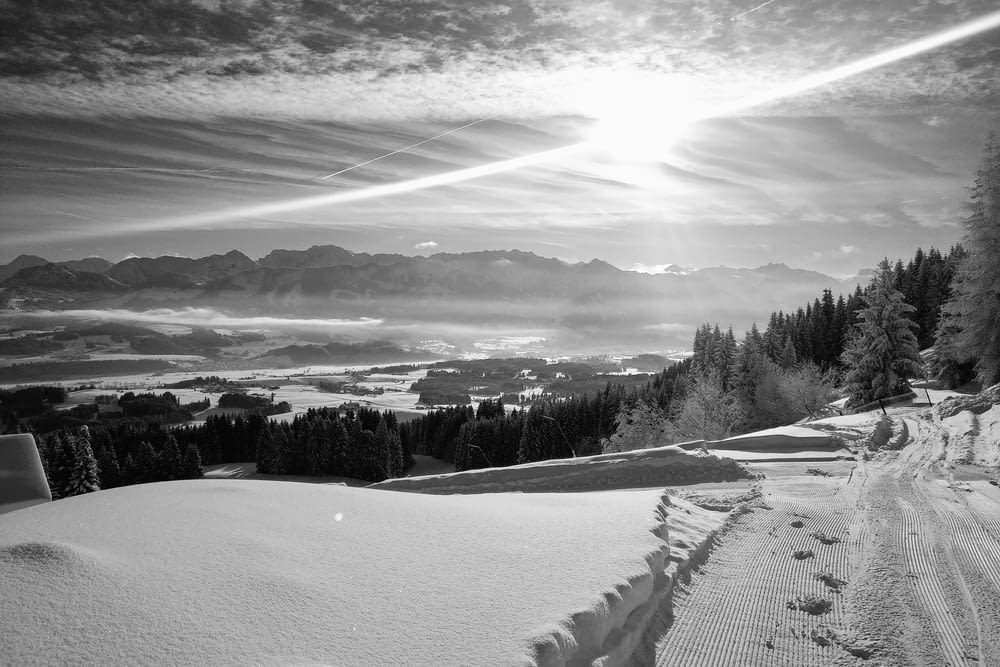 Graustufenfoto von schneebedecktem Feld und Bäumen
