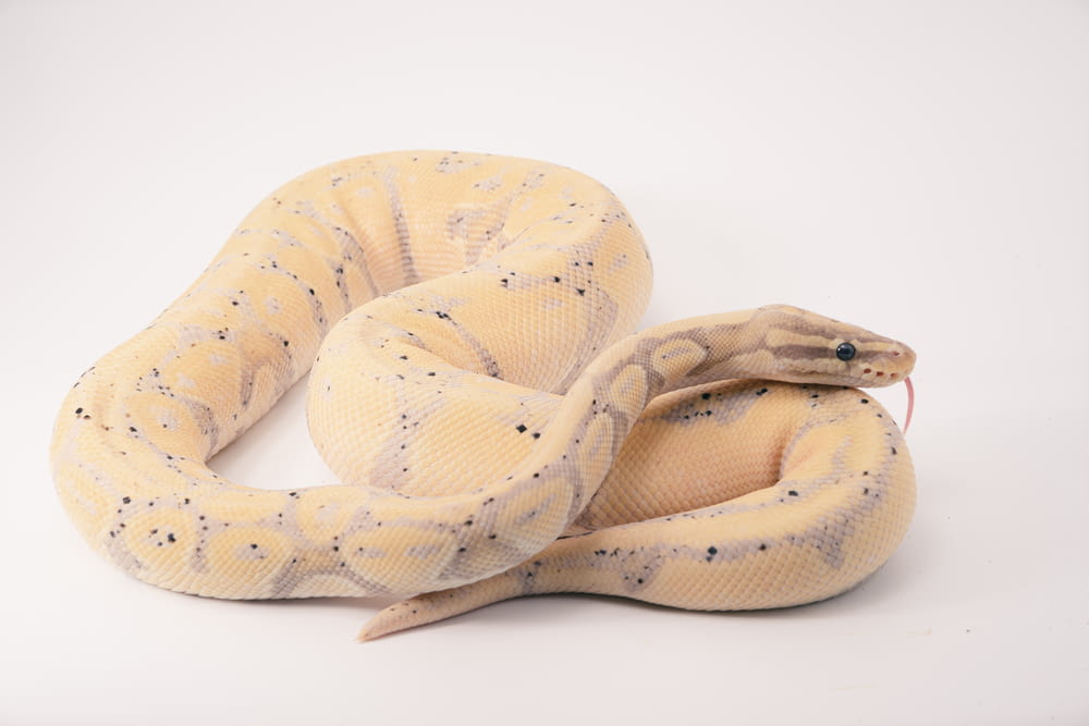 braune und beige Schlange auf weißem Hintergrund