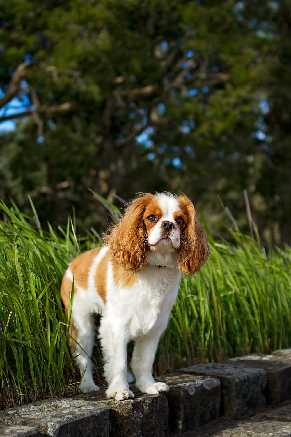 white and brown long coated small dog on green grass during daytime