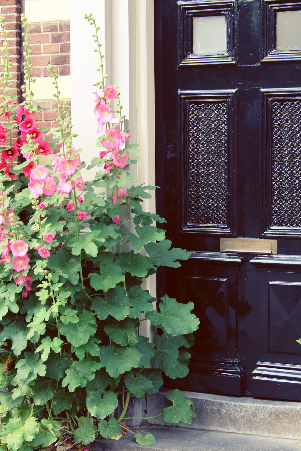 flores rosadas con hojas verdes en puerta de madera negra