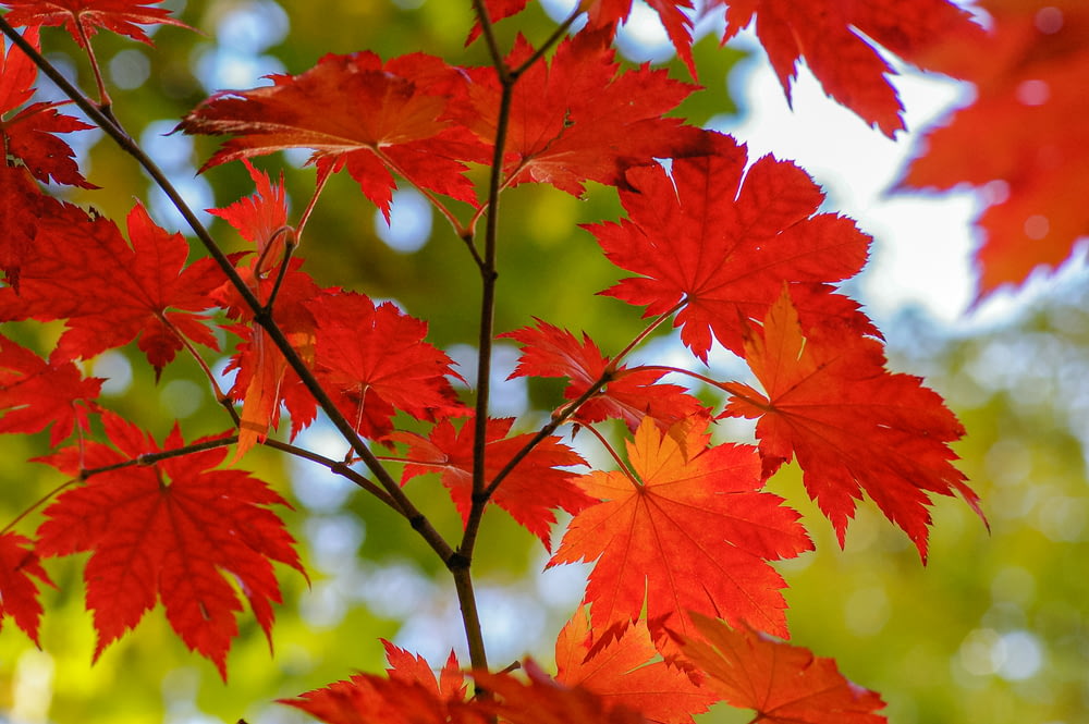 클로즈업 사진의 붉은 단풍잎