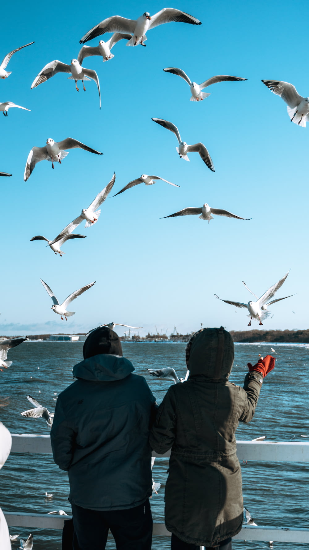 man in green jacket and black cap looking at birds flying over the sea during daytime