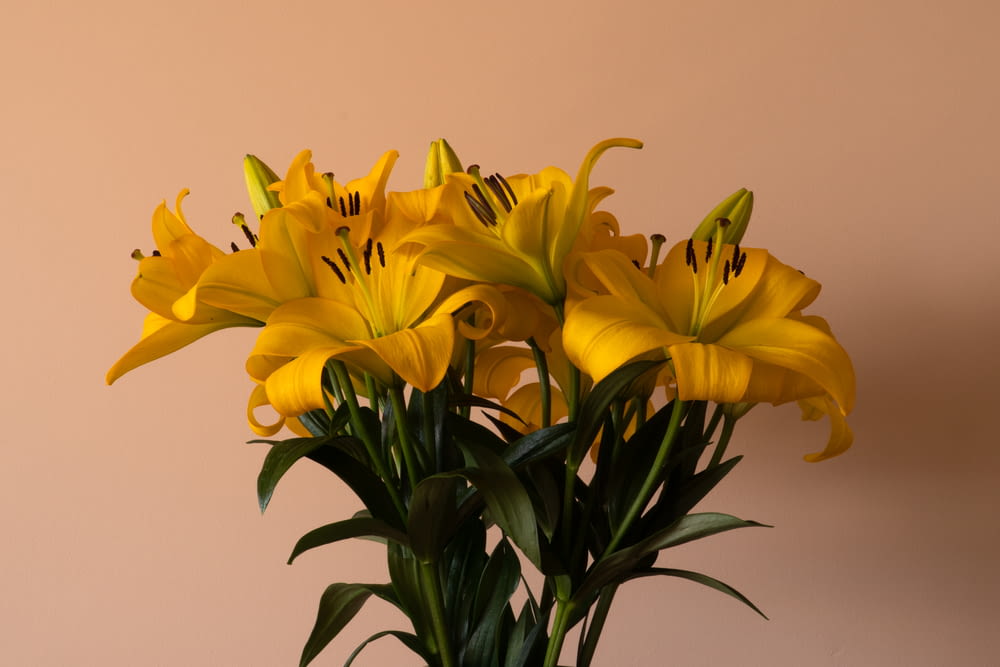fleurs jaunes dans un vase blanc