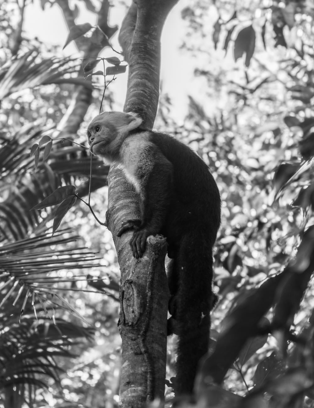 monkey on tree branch in grayscale photography