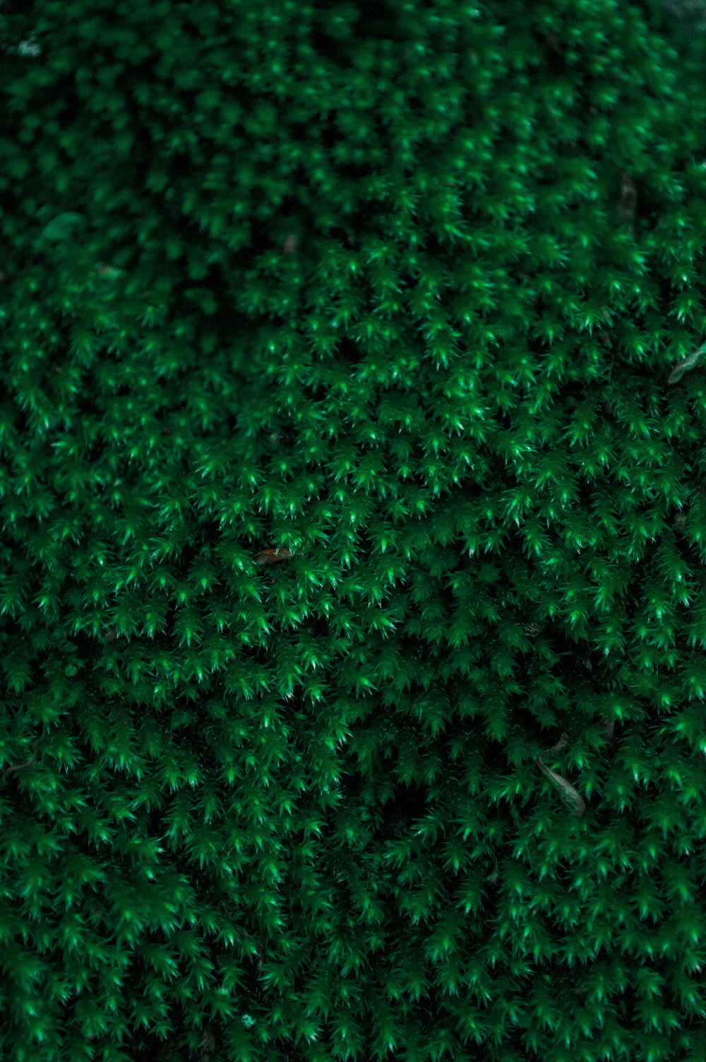 Grünes Gras in Nahaufnahmen