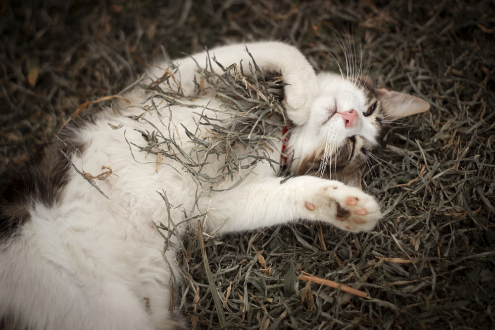white cat lying on brown grass