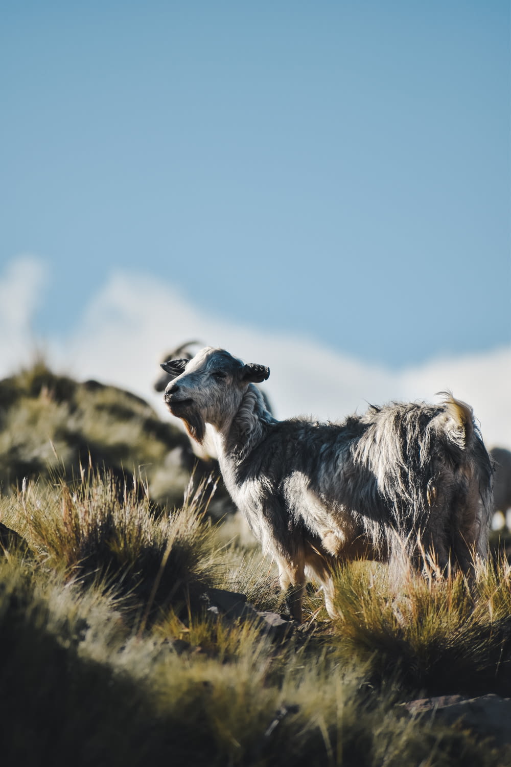 a dog standing on top of a grass covered hill
